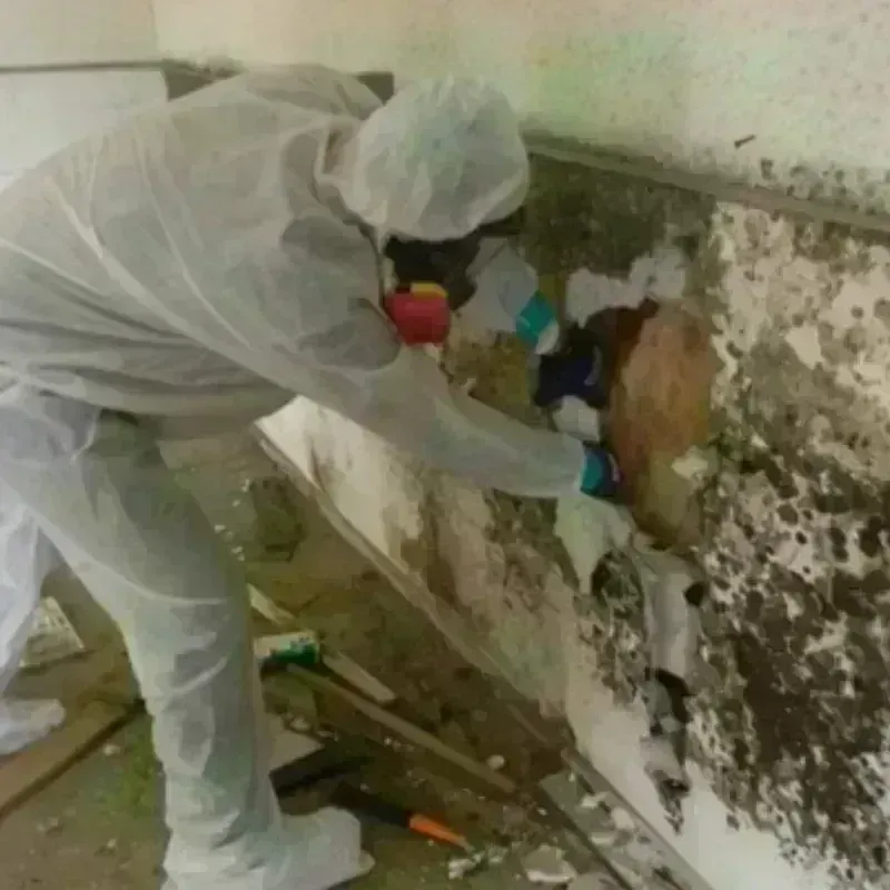 Mold Remediation and Removal in Saluda, VA